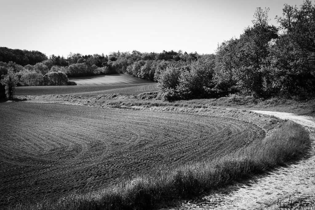 el-camino-5.jpg