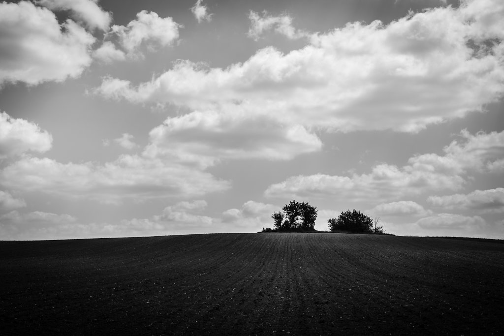 el-camino-6.jpg