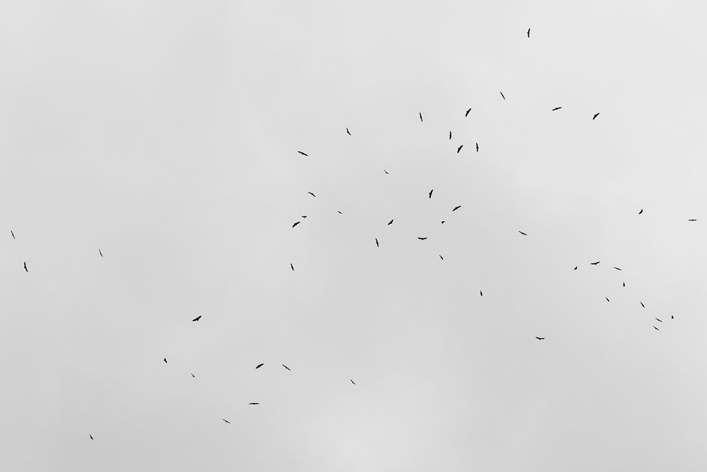 el-camino-8.jpg